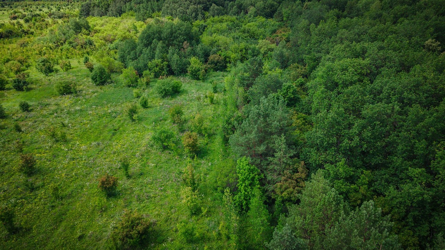 Dividir el bosque en más parcelas favorece la riqueza de plantas especialistas